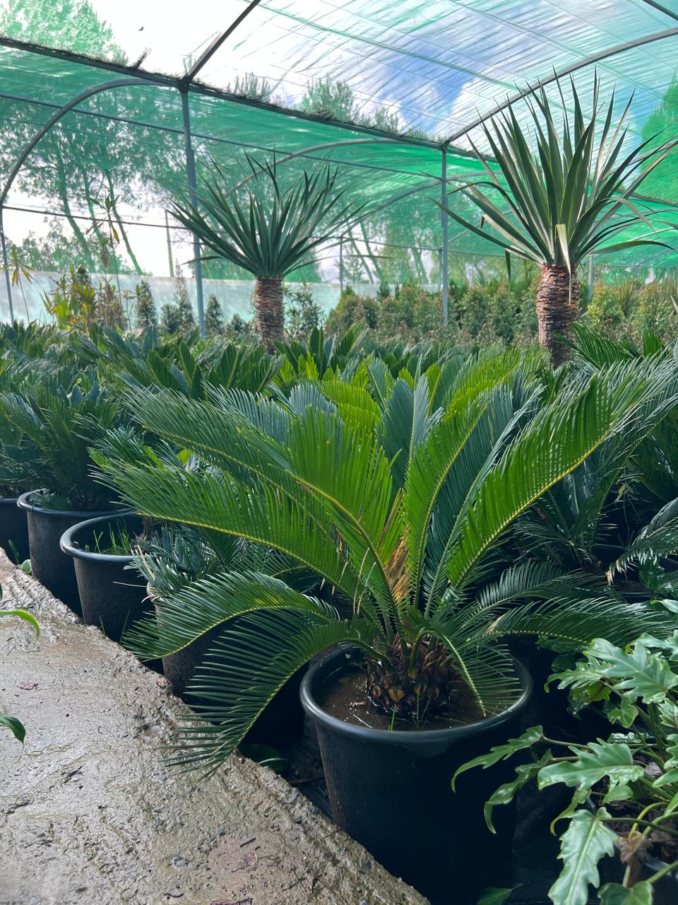 Cycas du japon